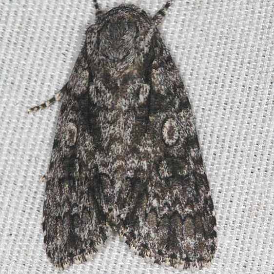9254 Afflicted Daggger Moth Silver Springs St Pk Fl 9-25-18 (70)_opt