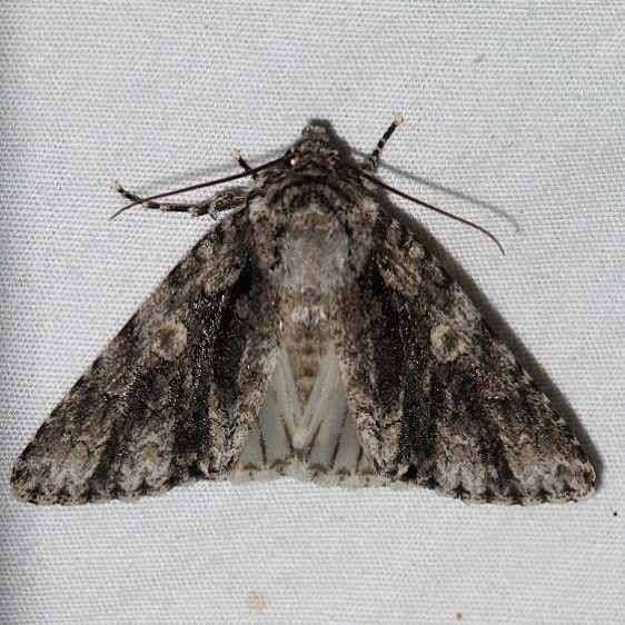9255 Charred Dagger Moth Mesa Verde Colorado 6-11-17 (13)_opt