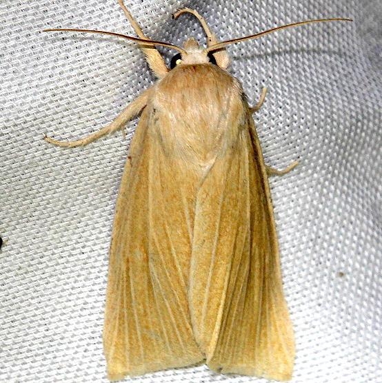 9280 Henry's Marsh Moth Everglade Natl Pk Nike Missle Rd 3-5-13