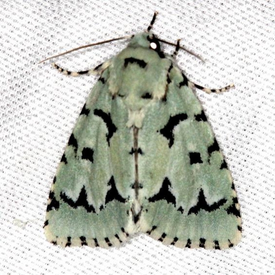 9281 Green Marvel Moth Carter Cave St Pk Ky 4-23-13