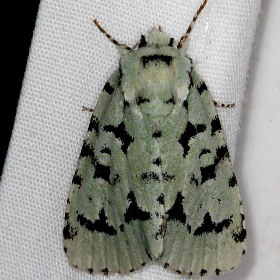 9281 Green Marvel Moth yard 5-28-15 (5)_opt