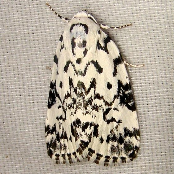 9285 The Hebrew Moth Jenny Wiley St Pk KY 4-25-12