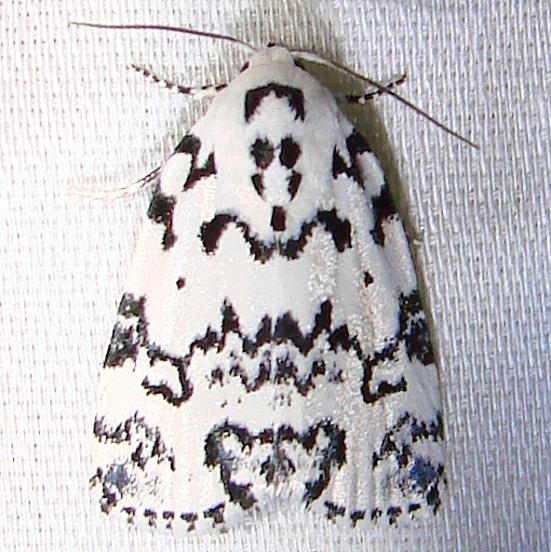 9285 The Hebrew Moth Paynes Prairie St Pk Fl 3-20-12