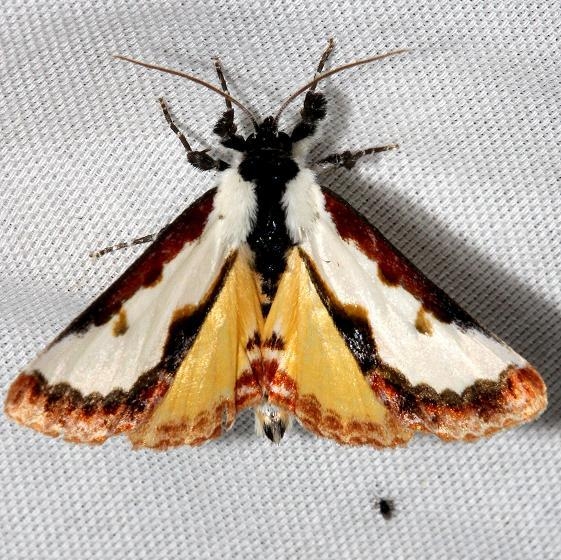 9299 Pearly Wood-nymph Moth Hidden Lake Everglades Natl Pk 3-9-13