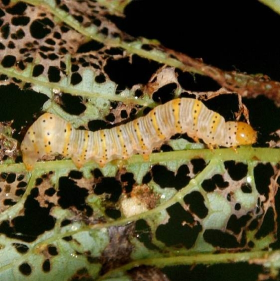 9301 Beautiful Wood-nymph caterpillar Shawnee St Pk Panoramic Loop Ohio 8-6-16