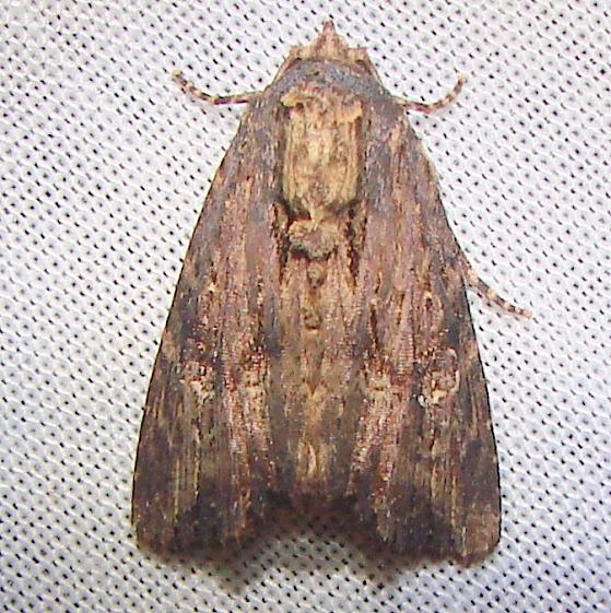 9333 Wood-colored Apamea Moth Nike missle Road junction research Rd 2-28-12