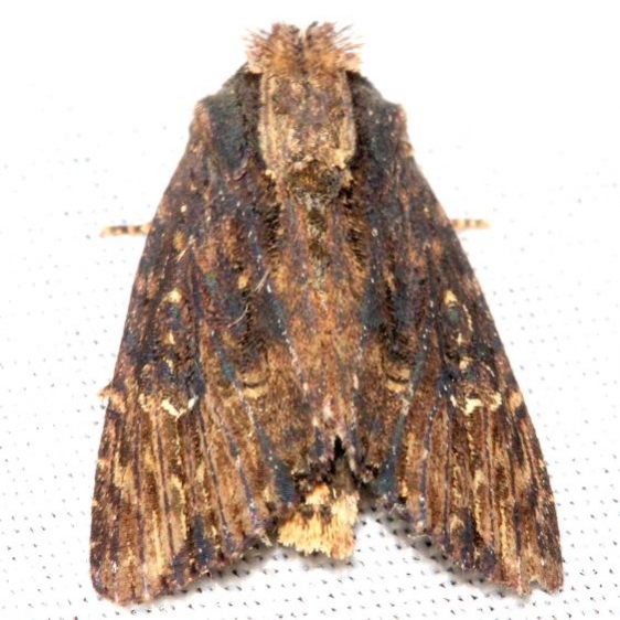9341 Airy Apamea Moth maybe Mahogany Hammock Everglades Natl Pk 3-10-13