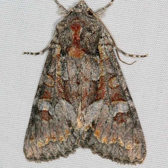9346 Western Apamea Moth Mesa Verde Natl Pk Colorado 6-10-17 (26)_opt