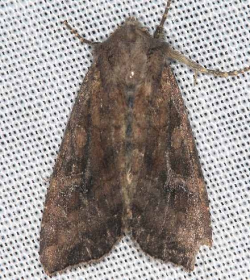 9348 Yellow-headed Cutworm Moth Lake of the Woods Ontario 7-21-16 (69)_opt