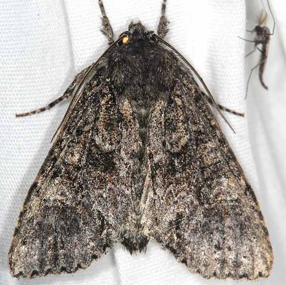 9362.2 Small Clouded Brindle Moth Lake of the Woods Ontario 7-18-16_opt
