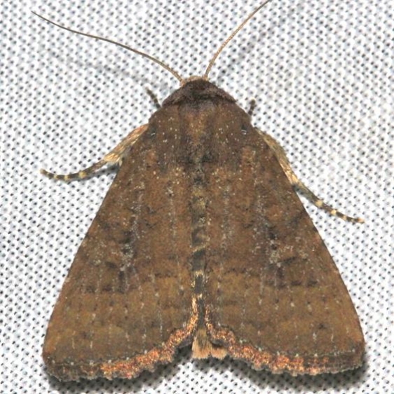 9367 Doubtful Apamea Moth Mahogany Hammock Everglades Natl Pk 3-10-13