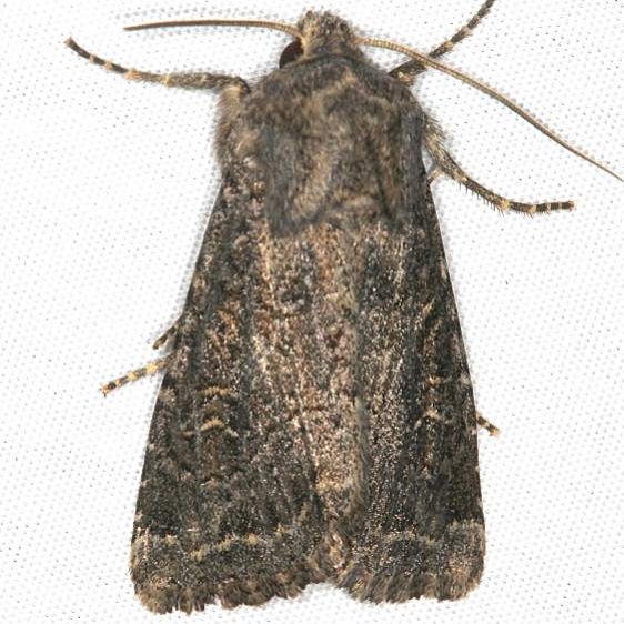 9382 Glassy Cutworm Moth Mesa Verde BG National Pk Colorado 6-9-17 (61)_opt
