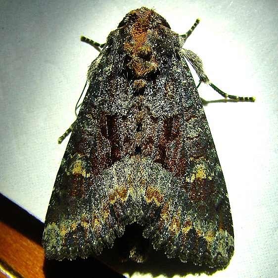 9415.1 Marbled Minor Moth Thunder Lake Mich 6-19-10 (2)_opt