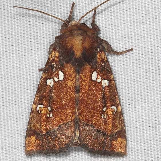9471 Northern Burdock Borer Moth Cedar Bog Ohio 7-13-18 (33)_opt