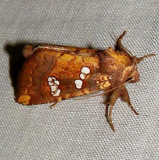 9485 Baptisia Borer Moth yard 9-20-11_opt