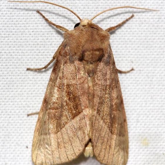 9514 Rosy Rustic Moth yard 8-2-12