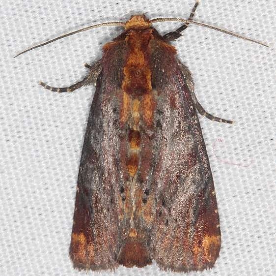 9520 Elder Shoot Borer Moth Cedar Bog Ohio 7-13-18 (21)_opt