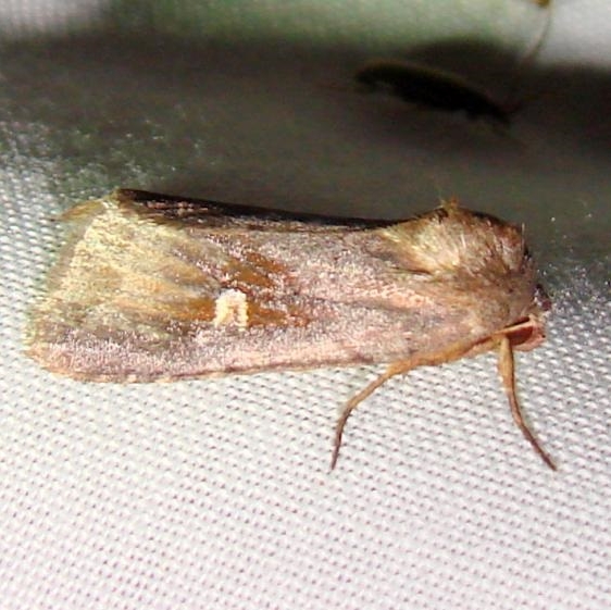 9522 White-eyed Borer Moth Kissimmee Lake St Pk 2-24-12