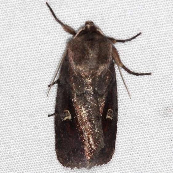 9522 White-eyed Borer Moth Oscar Scherer St Pk 3-12-15