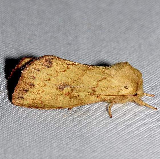 9523 White tailed Diver Moth Alexander Springs Ocala Natl Forest 3-19-13