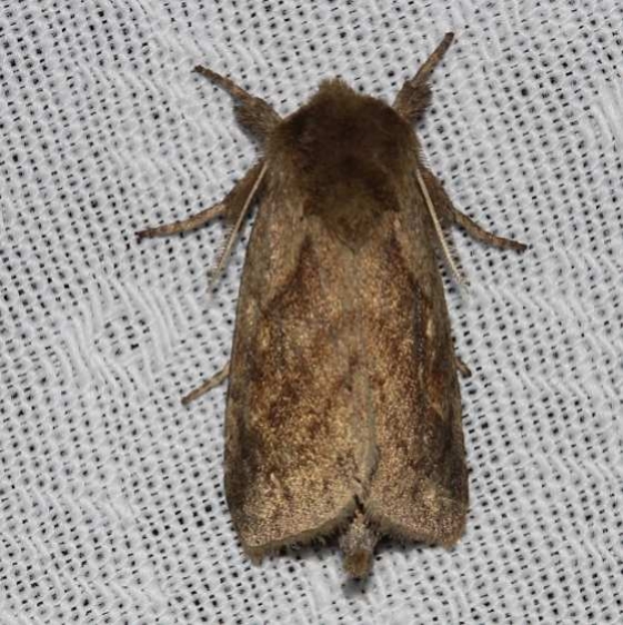9523 White-tailed Diver Moth Kissimmee Prairie St Pk 3-16-13_opt