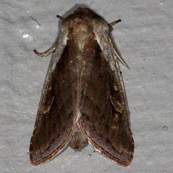 9525 Cattail Borer Moth Favre-Dykes St Pk Fl 2-21-15