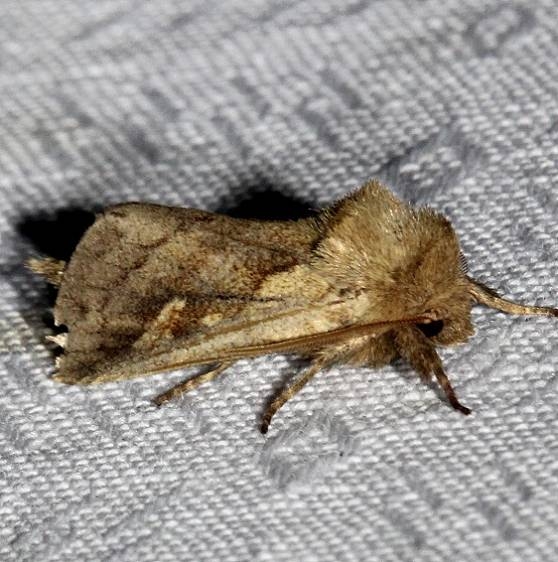 9525 Cattail Borer Moth Kissimmee Prairie St Pk 3-17-13