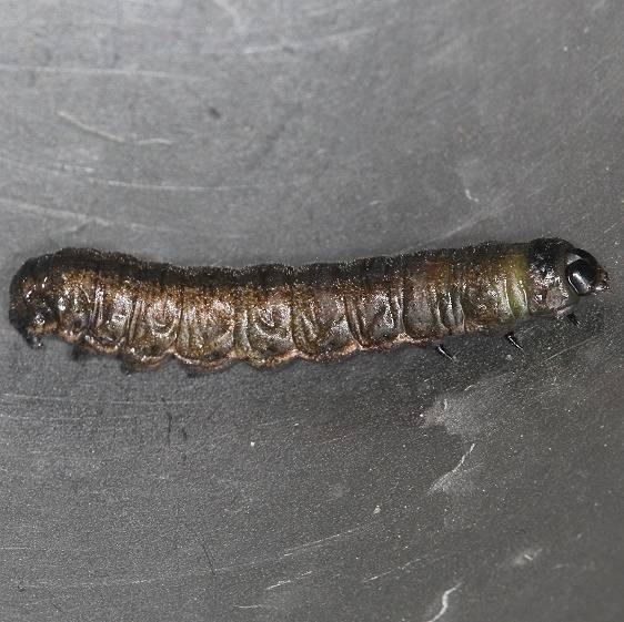 9525 Cattail Borer Moth caterpillar tentative BG yard 9-5-15_opt