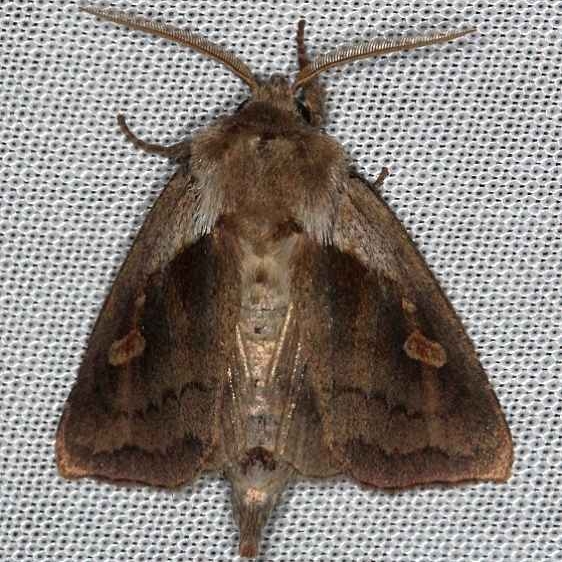 9526 Pickerelweed Borer Moth Tosohatchee WMA Florida 2-11-14