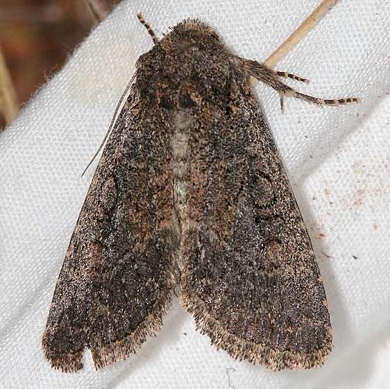 9527 Aseptis fumosa Colorado National Monument 6-17-17 (61)_opt