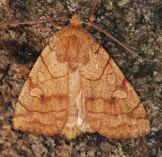 9549 Pale Enargia Moth Lake of the Woods Ontario 7-28-16 (6a)_opt