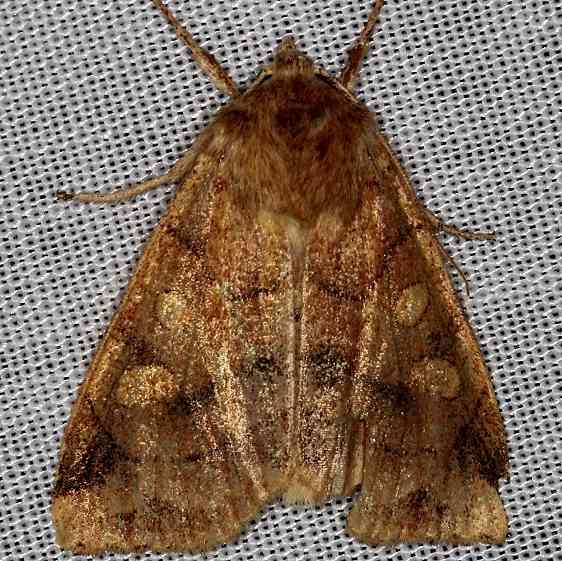9549 Pale Enargia Moth Thunder Lake 9-26-13