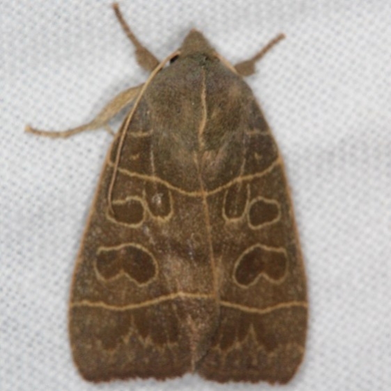 9555 Even-lined Sallow Moth Copperhead firetower Shawnee St Pk 8-6-16 (151a)_opt