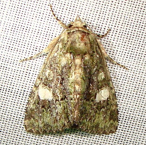 9556 Cloaked Marvel Moth Payne's Prairie St Pk 3-22-12