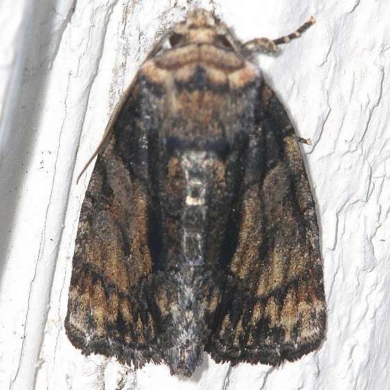 9556.97 Almost a Cloaked Marvel Moth BG Carter Caves St Pk BG Ky 4-24-19