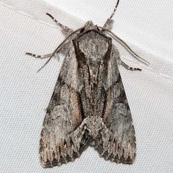 9578 Common Hyppa Moth Mueller St Pk Colorado 6-20-17 (28)_opt