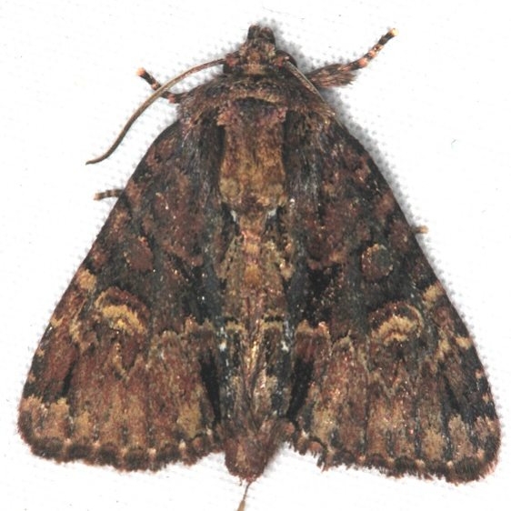9618 Turbulent Phosphila Moth Turkey Lake Shawnee St Pk 6-12-15