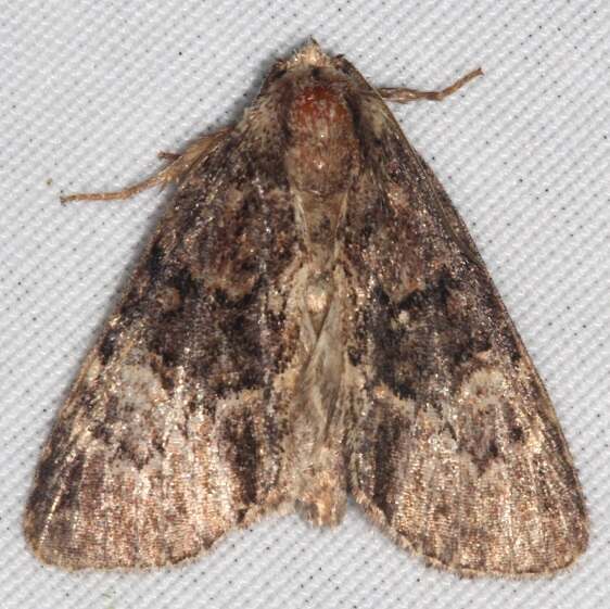 9618-Turbulent-Phosphila-Moth-yard-6-11-21