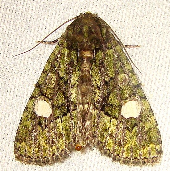 9619 Spotted Phosphila Moth Jenny Wiley 4-26-12