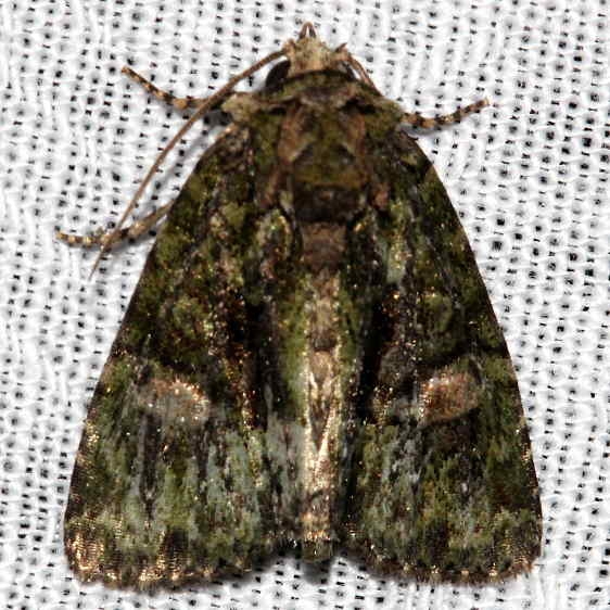 9619 Spotted Phosphilia Moth Kissimmee Prairie St Pk 3-16-13