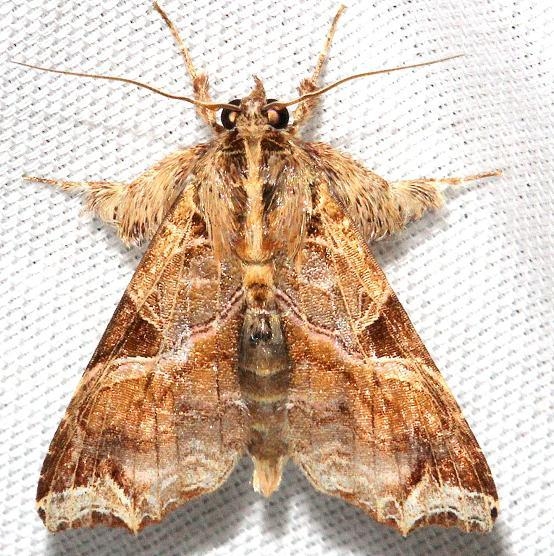 9630 Florida Fern Moth Hidden Lake Everglades Natl Pk 3-9-13