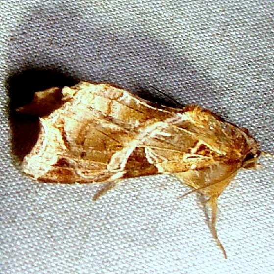 9630 Florida Fern Moth Mahogany Hammock Everglades 2-27-12
