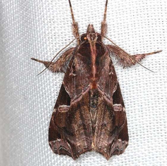 9630 Florida Fern Moth Mahogony Hammock 2-18-14