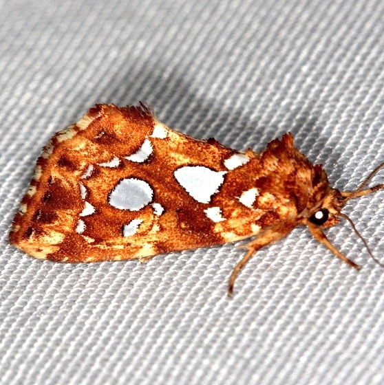 9633 Silver-spotted Fern Moth Thunder Lake Mich UP 6-22-13