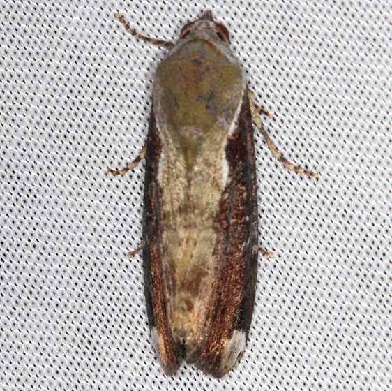 9637.1 Orbed Narrow-wing Moth NABA Gardens Mission Texas 11-3-13