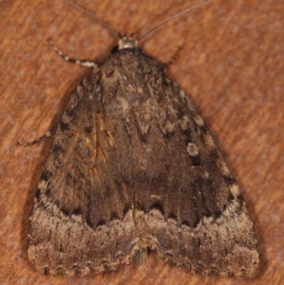 9638 Copper Underwing Moth from dead Maple tree cavity in yard 9-9-14 (2)_opt