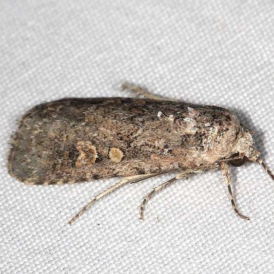 9665 Beet Armyworm Moth yard 8-19-20