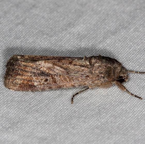 9666 Fall Armyworm Moth female yard 7-16-14