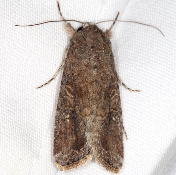 9666 Fall Armyworm Moth yard 10-8-15