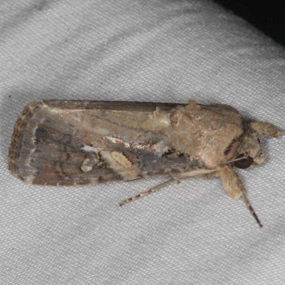 9666 Fall Armyworm Moth yard 7-14-15